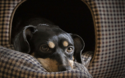 image for Pets Grieving the Loss the Other Pets